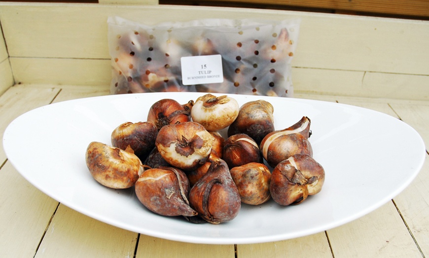 Image 3: Sunset-Coloured Tulip Bulb Collection 