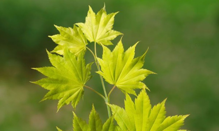 Image 4: Acer Shirasawanum Moonrise – 1 or 2 Potted Plants