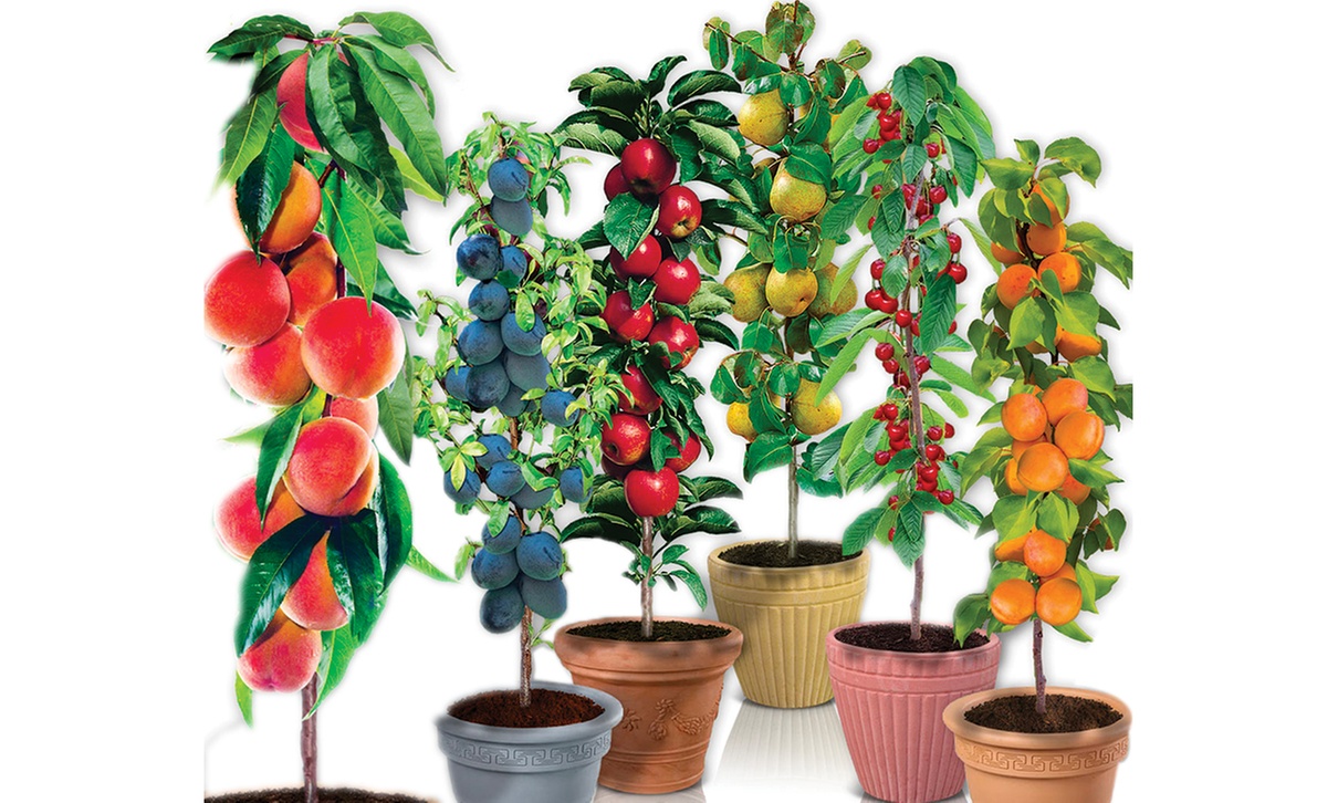 4er-, 6er-, 8er- oder 12er-Set selbstbefruchtende Säulen-Obstbäume