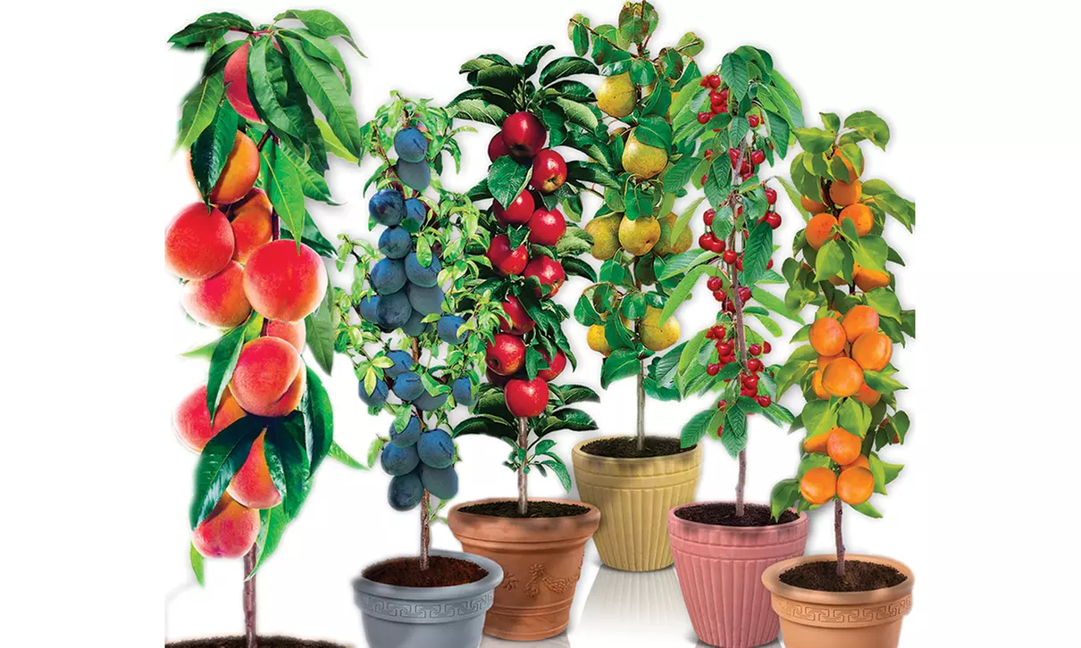 4er-, 6er-, 8er- oder 12er-Set selbstbefruchtende Säulen-Obstbäume