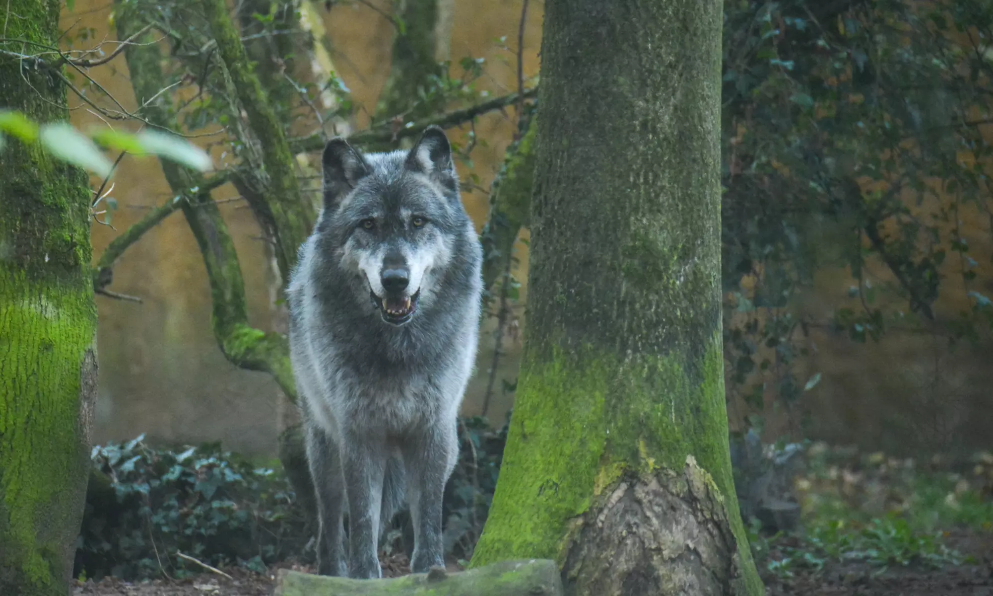 Vivre les missions d’un soigneur au Touroparc Zoo