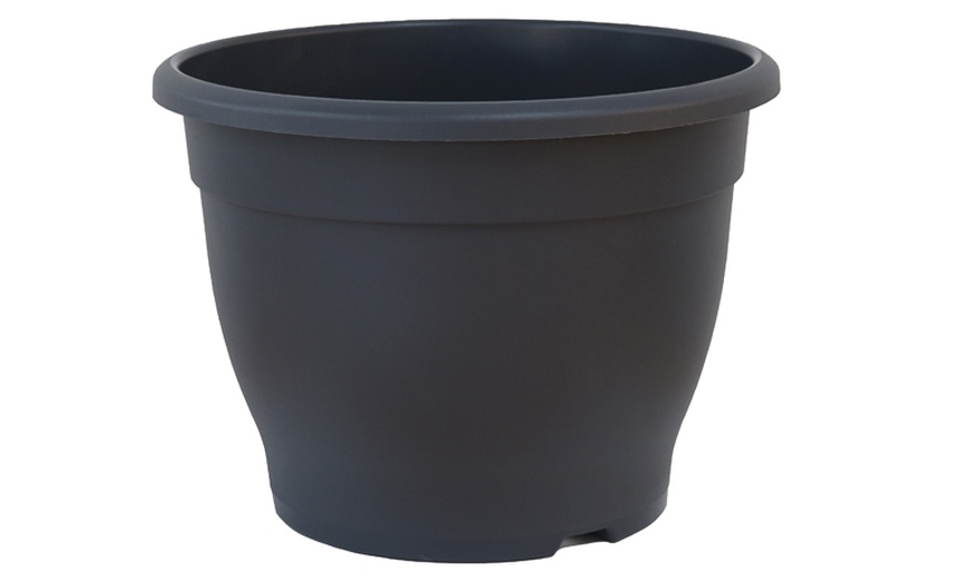 Image 7: One or Two Umbrella Bamboo 'Fargesia Rufa' Potted Plants 