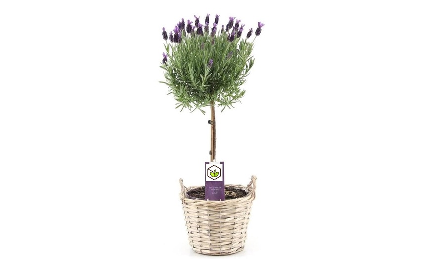 Image 4: Lavender Tree on Stem