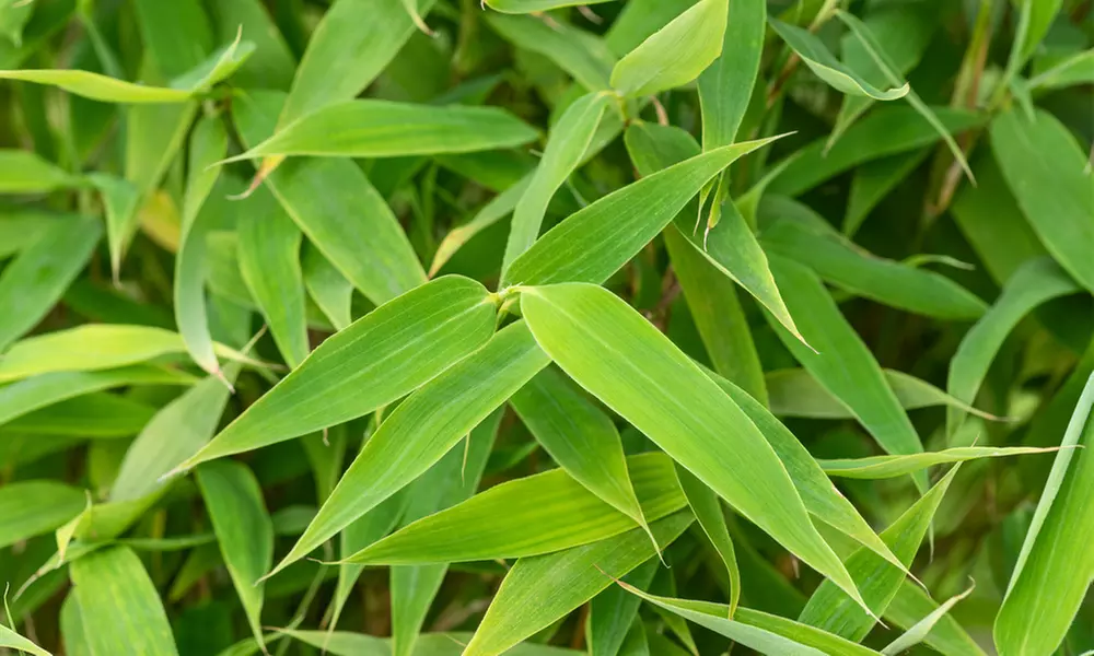 Hasta 6 plantas de bambú Fargesia