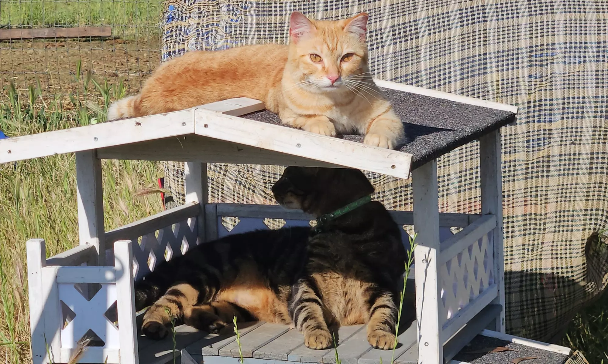 Intro to Horses and Riding - Scenic Views and Confidence in Herald, CA