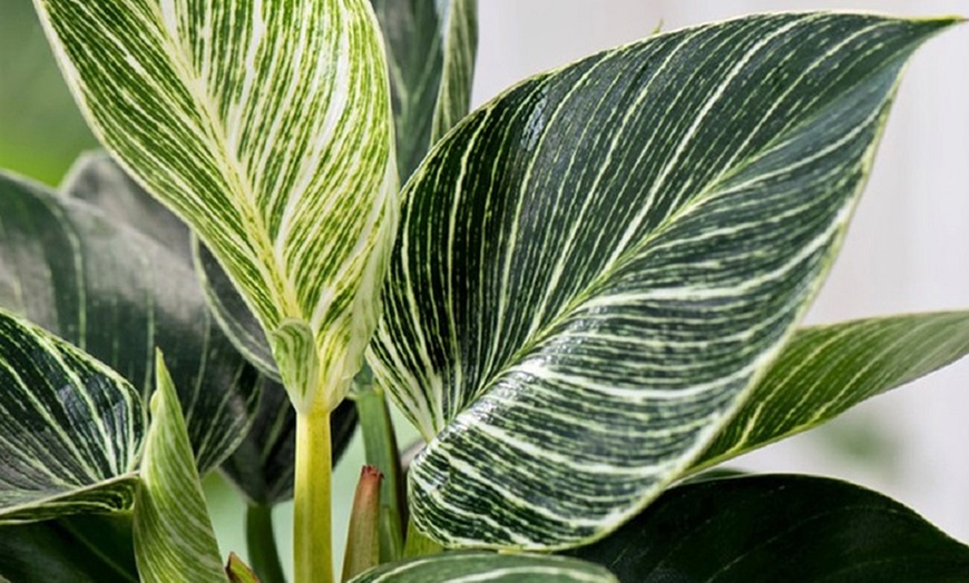 Image 2: 1 of 2 'Philodendron White Wave' kamerplanten van Rootz