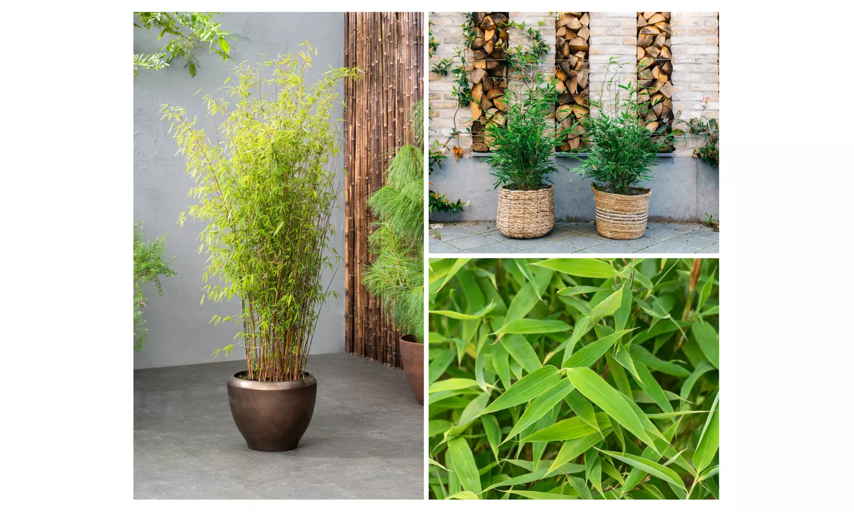 1x oder 2x oder 4x Bambus-Pflanze „Fargesia"