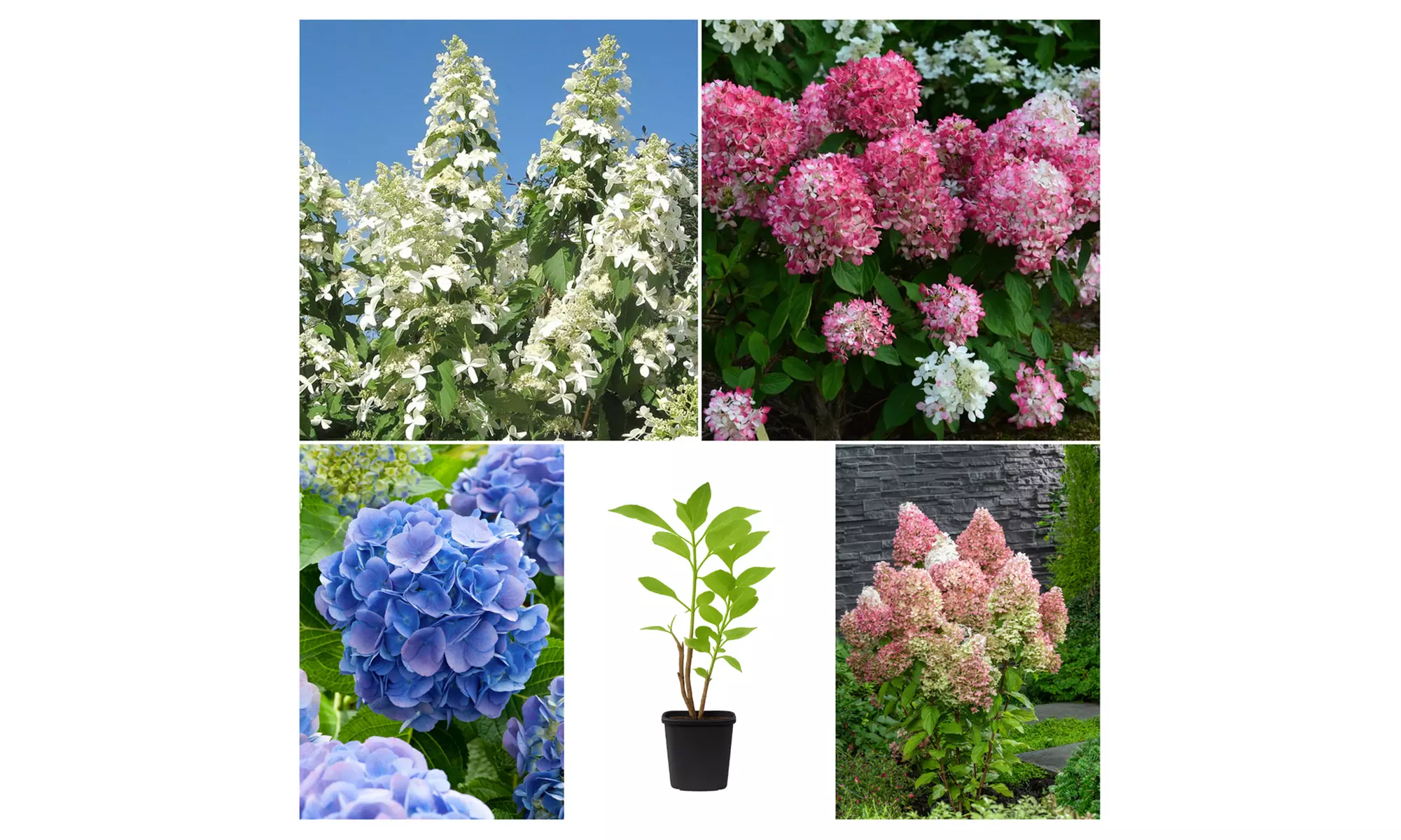 4x oder 8x Hortensien-Mix