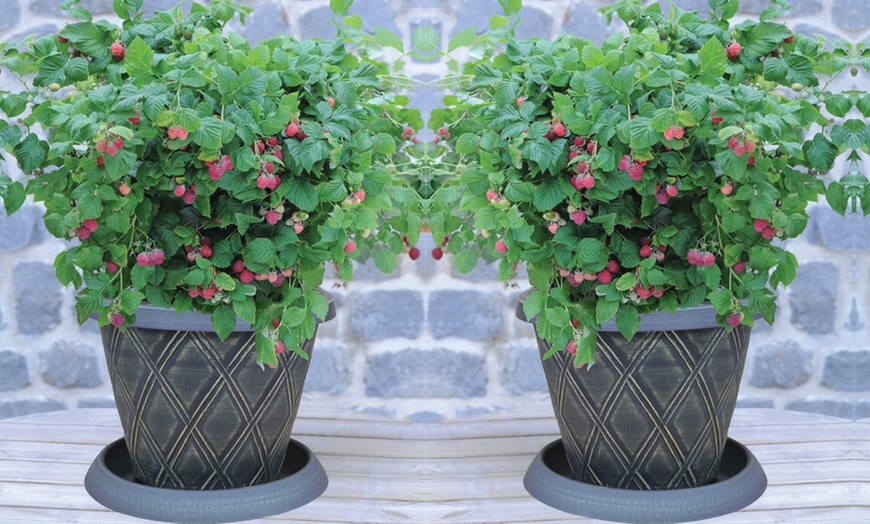 Image 10: Raspberry Growers Choice - 2ltr and 3ltr Potted Plants