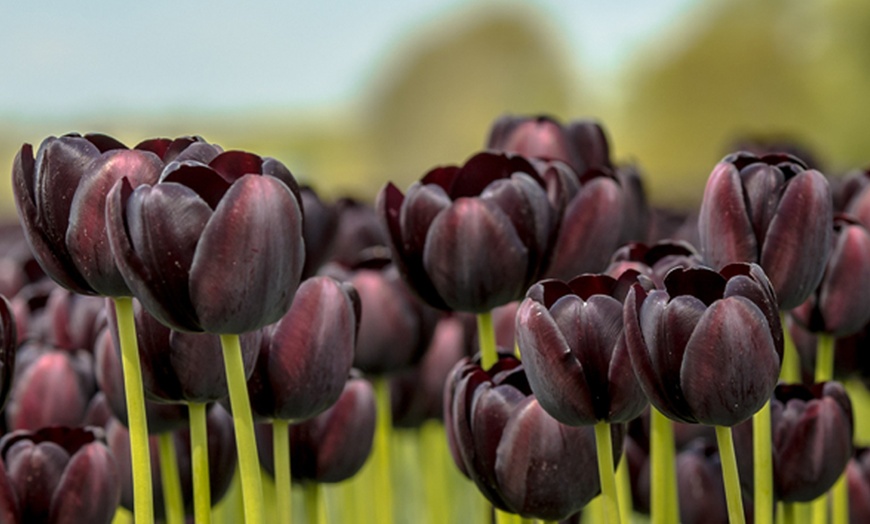 Image 1: Deep and Dark Mixed Tulip Bulbs