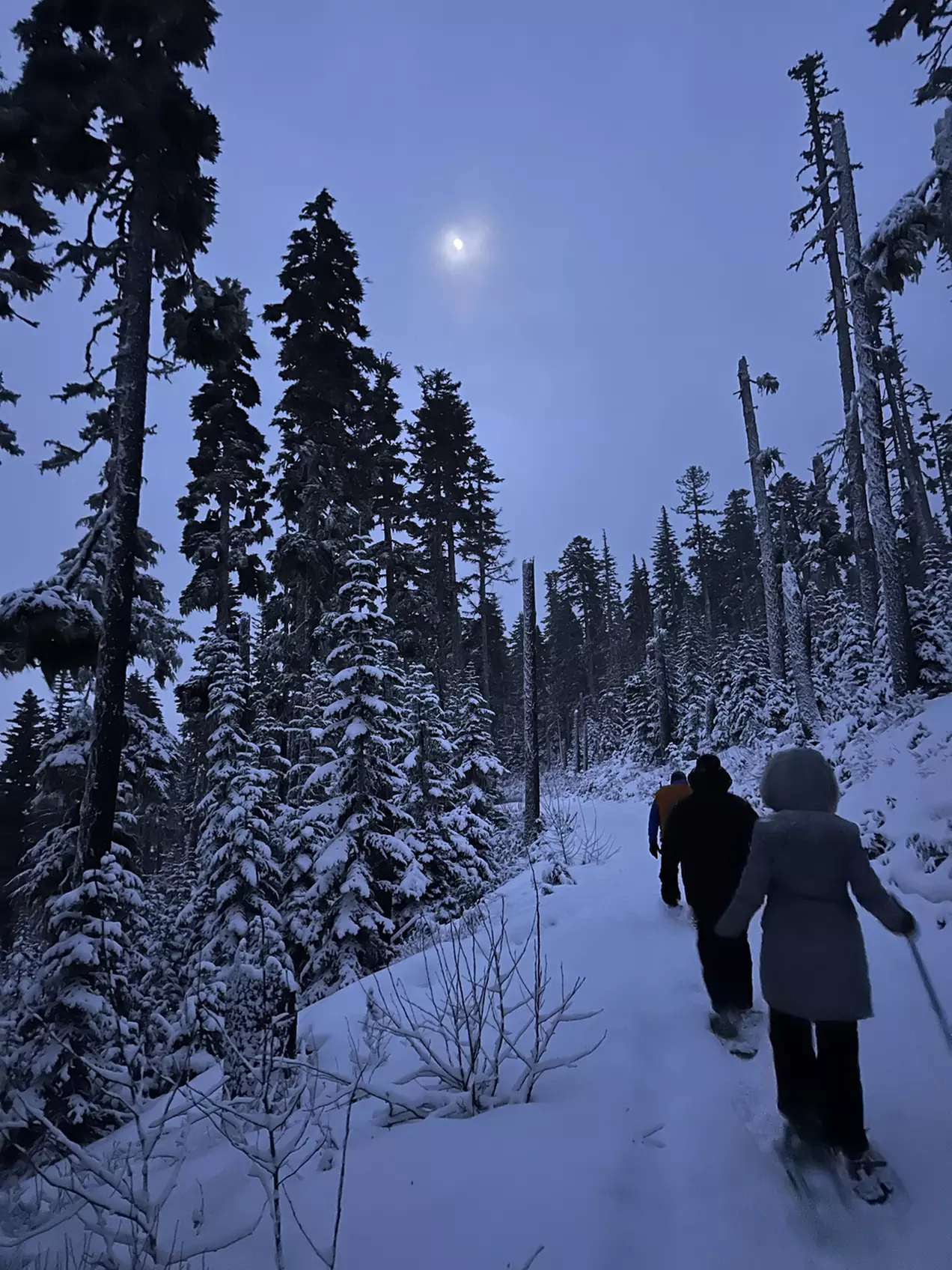 Guided Snowshoeing in Mt St Helens or Mt. Hood for 4 Hours