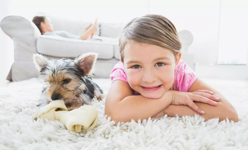 $130 for $260 Worth of Rug and Carpet Cleaning — Steam Brite - Primary Image