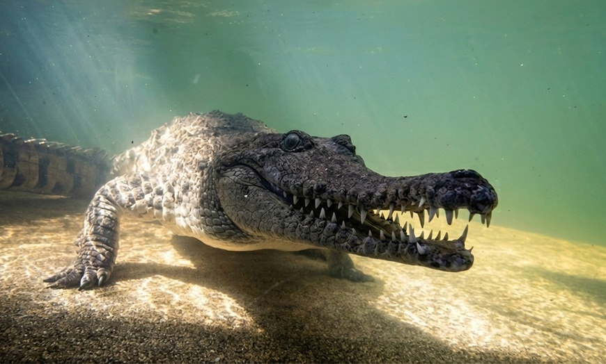 Image 5: Wild Life Sydney Zoo - Adult Entry at Child Prices  -  Members only