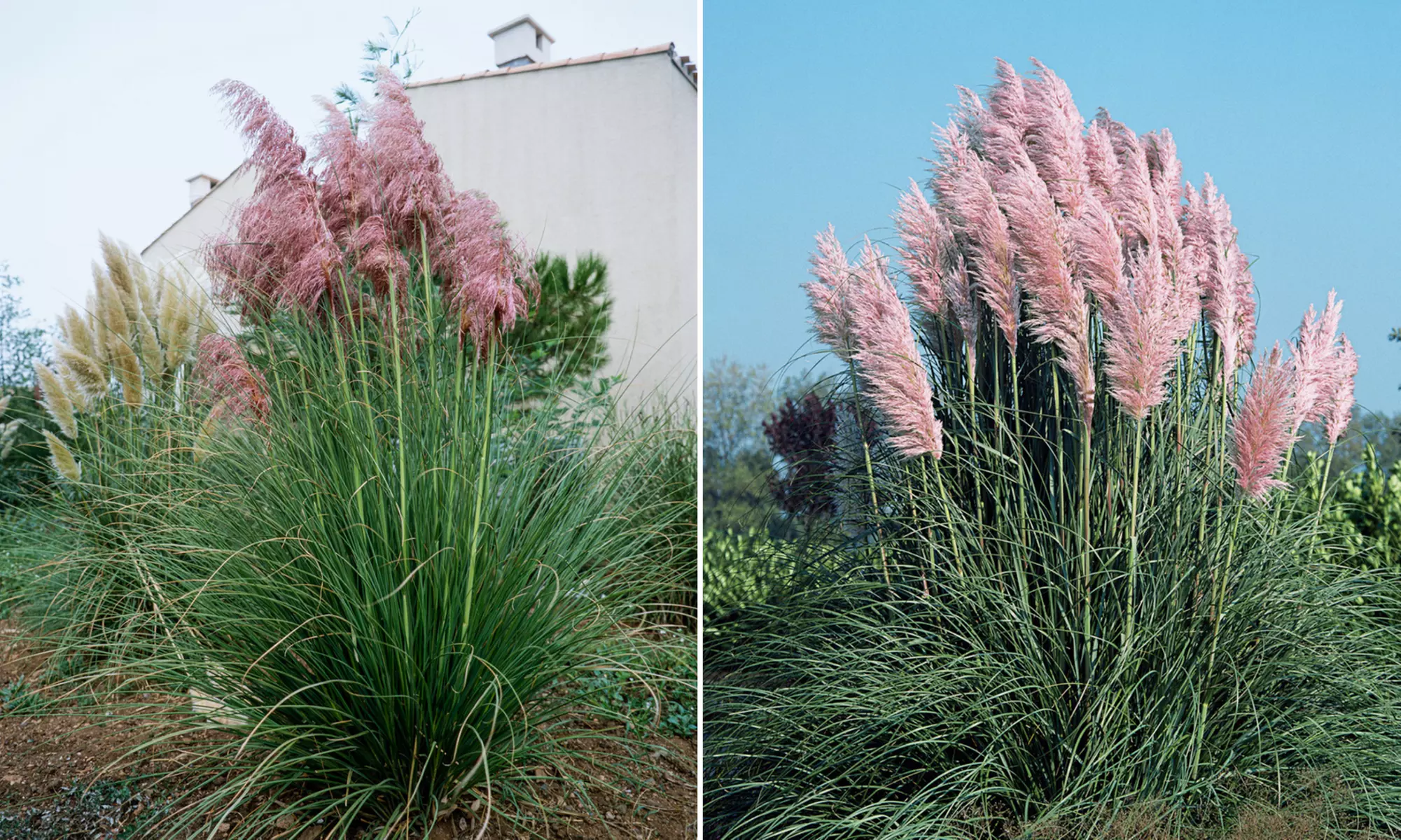 3 o 6 piante di Pampasgras americano