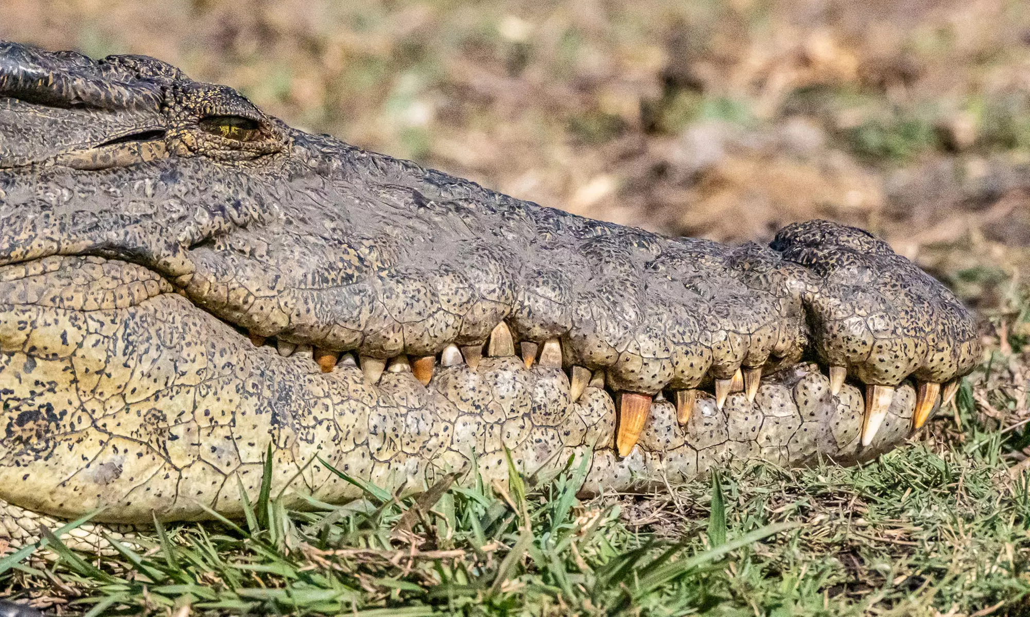 Zimbabwe: 7-Night Yoga & Safari Retreat