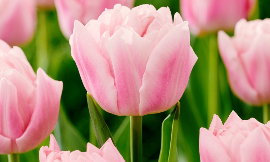 Image 1: 15 of 25 Tulipa Dreamer bloembollen