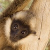 Image 2: Guided 1 Hour Tour of Gibbon Conservation Center