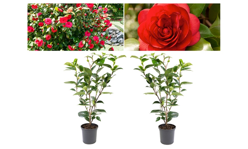 Image 8: 1 ou 2 arbustes de camélia du Japon XL de Gardenzo