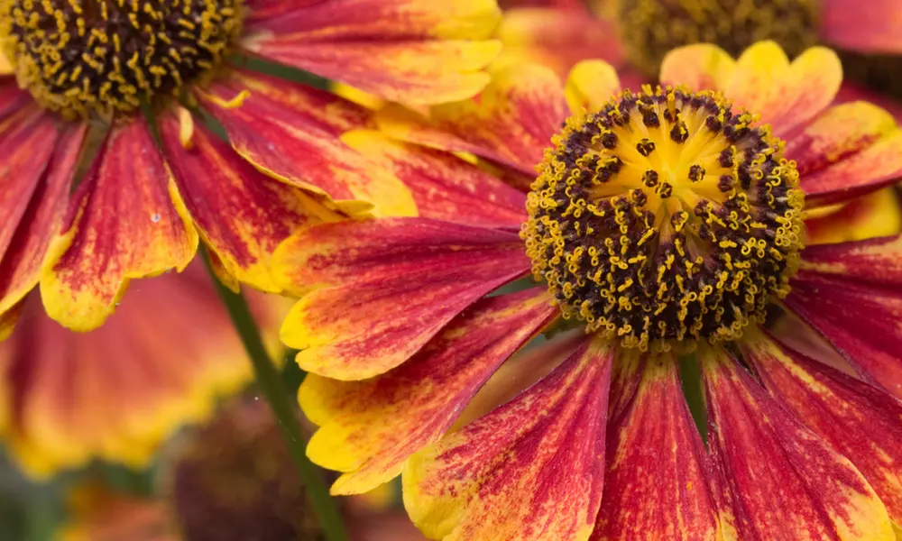 NatureNest 'Amber'-borderpakket