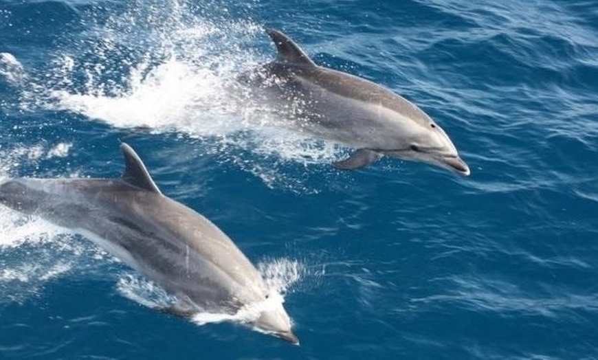 Image 5: Experience Mesmerizing Whale Watching Adventure on a Luxurious Cruise 