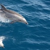Image 5: Experience Mesmerizing Whale Watching Adventure on a Luxurious Cruise 
