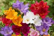 Fragrant Freesia Mixed - 50, 100 or 200 Bulbs - Image 2
