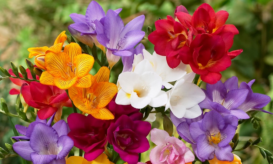 Image 2: Fragrant Freesia Mixed - 50, 100 or 200 Bulbs