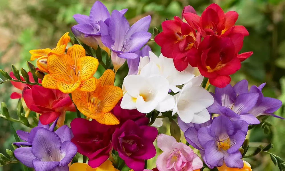 Fragrant Freesia Mixed - 50, 100 or 200 Bulbs