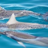 Image 1: 3-Hours Oahu Ocean Adventure w/ Dolphins, Turtles & Water Activities