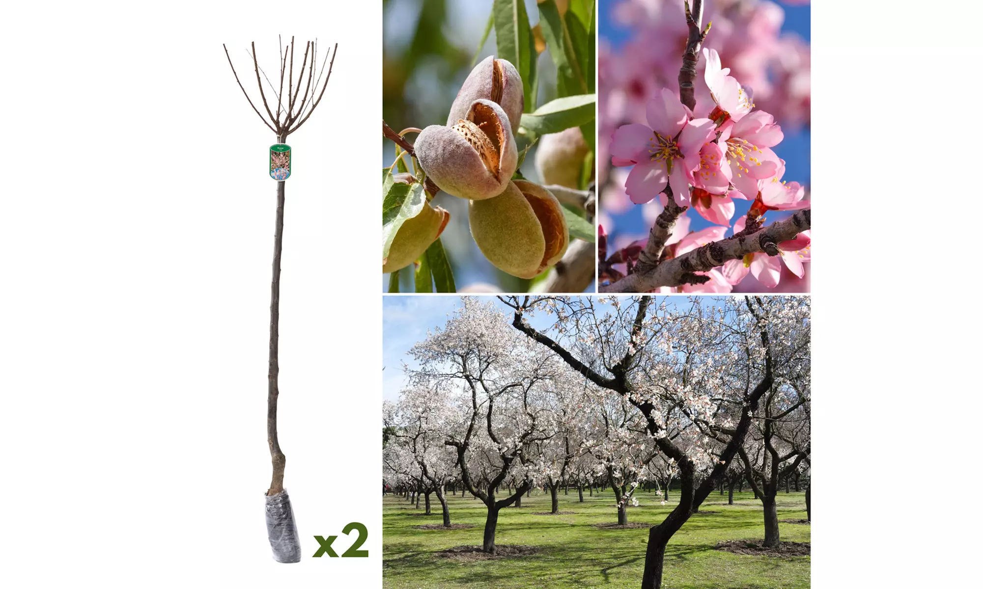 1, 2 ou 4 amandiers à fleurs, marque OH2