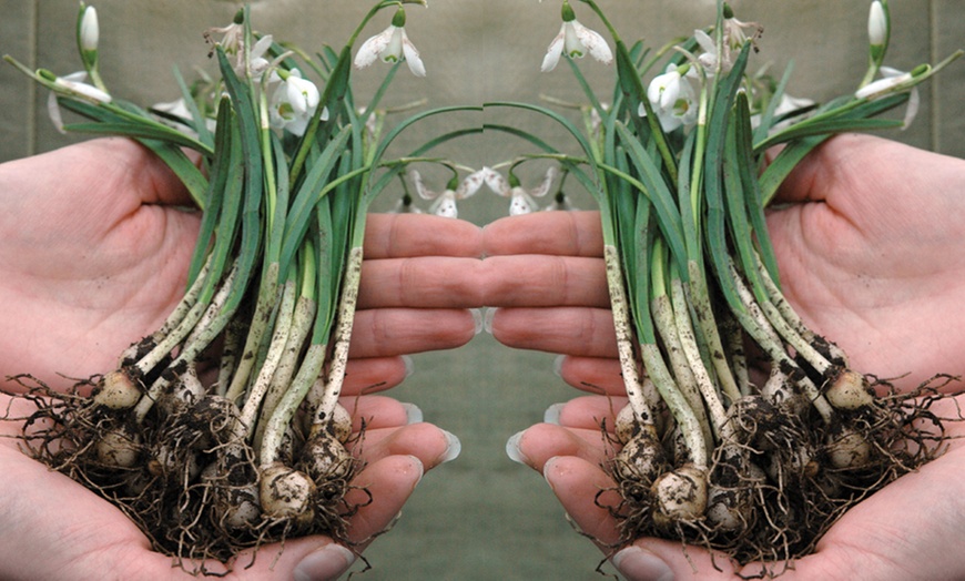 Image 3: Snowdrop and Bluebell 50 Bulbs