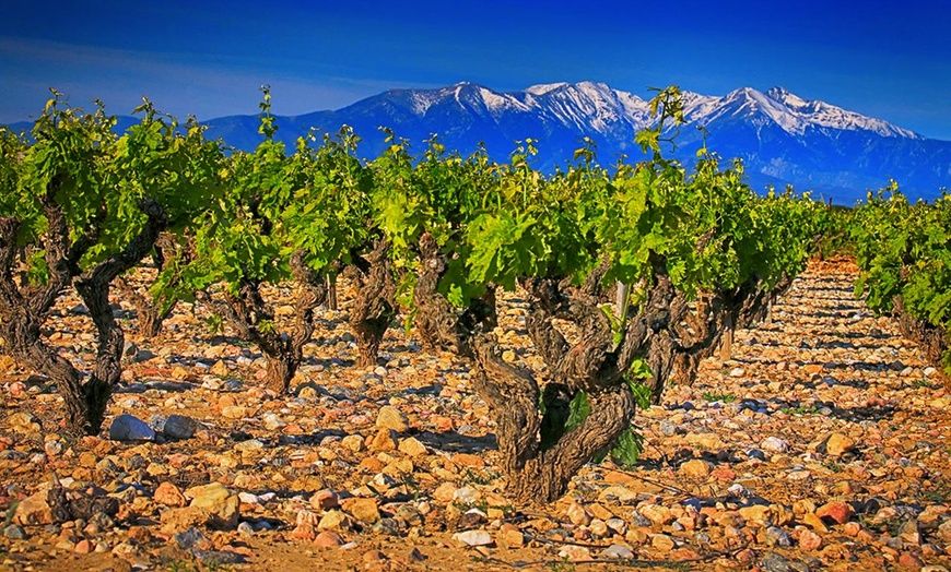 Image 2: Visite du domaine de Rombeau et découverte de vin 