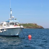 Image 3: Seal-Dolphin Spotting & Godrevy Lighthouse Trip-Upto 4 Adults & 2 Kids