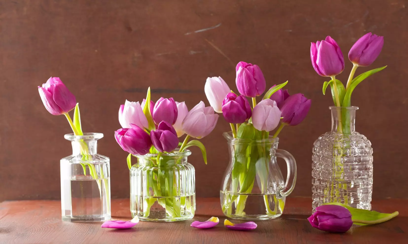 Lavender Purple Trophy Tulip Flowers (10, 20, & 40 Bulbs With Planting Tool)