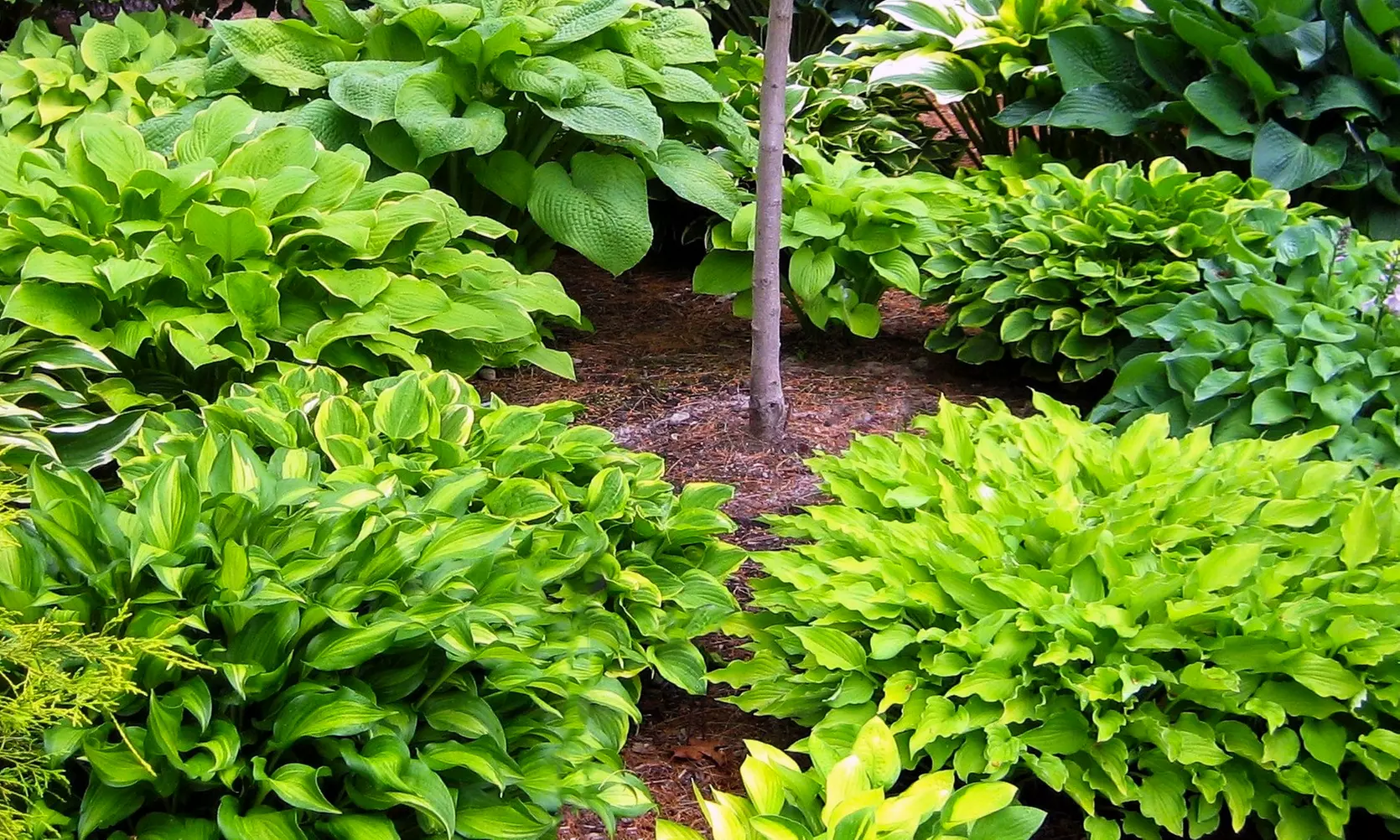 Hardy Heart-Shaped Hosta Bare Roots (Set of 6,12, or 24)