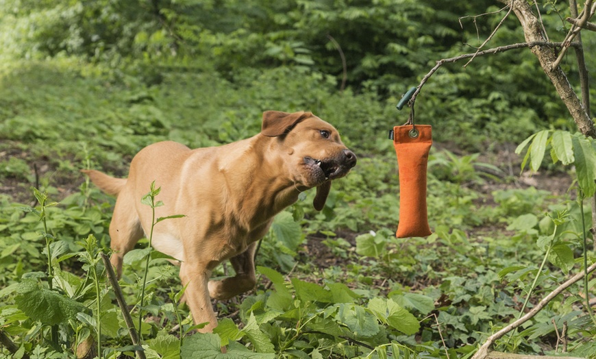 Image 6: Online-Hundetraining oder Beratung vor der Anschaffung eines Hundes 