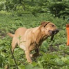 Image 6: Online-Hundetraining oder Beratung vor der Anschaffung eines Hundes 