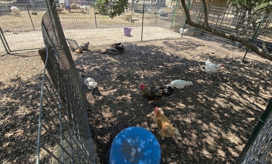 Image 3: Family Farm Experiences with Animal Encounters in San Antonio