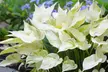 White Feather Trimmed Hosta Bare Roots (2-, 4-, 8-Pack With Planting Tool) - Second Medium