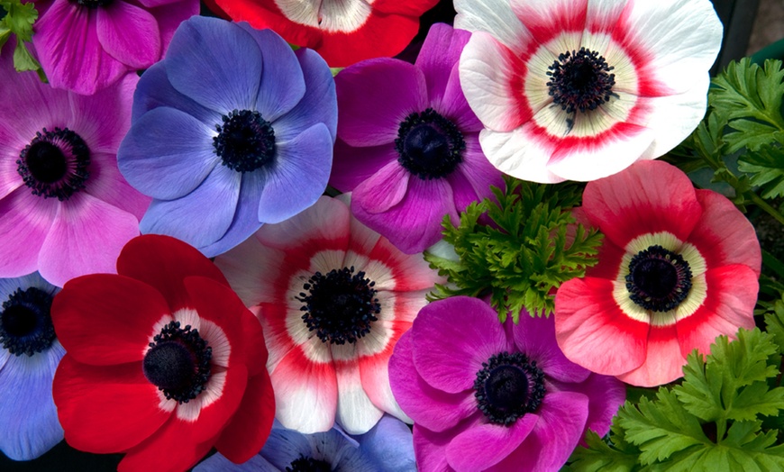 Image 7: Anemone Windflower Bulbs