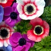 Image 7: Anemone Windflower Bulbs
