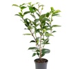 Image 13: 1 ou 2 arbustes de camélia du Japon XL de Gardenzo