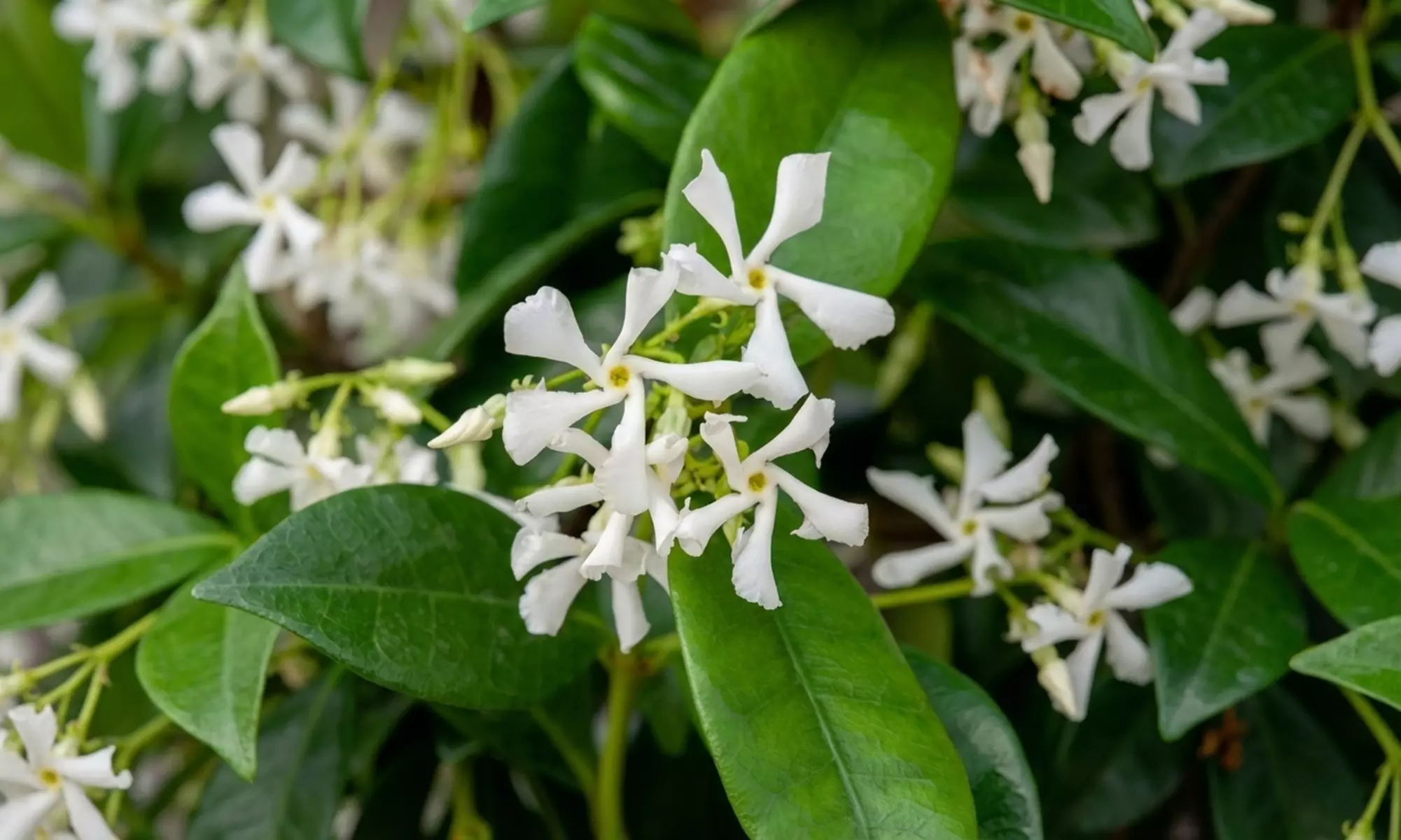 1 of 2 Toscaanse Jasmijnplanten XXL (110-120 cm)