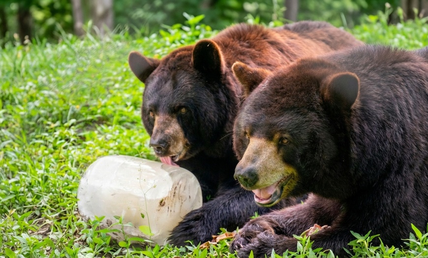 Image 6: Rhythm in the Wild - Adult or Child Entry (Up to 25%Off)