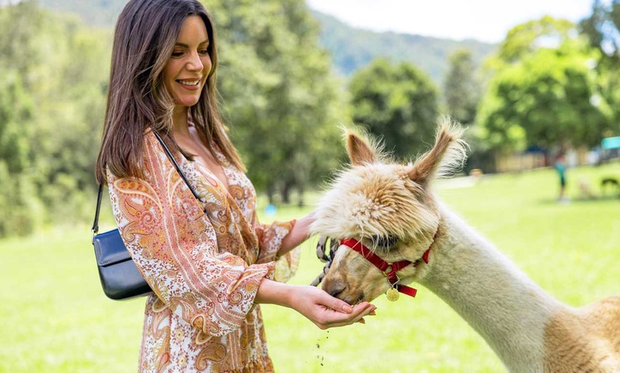 Image 4: Therapeutic Alpaca Visits and Family-Friendly Fun at Mountview Farm