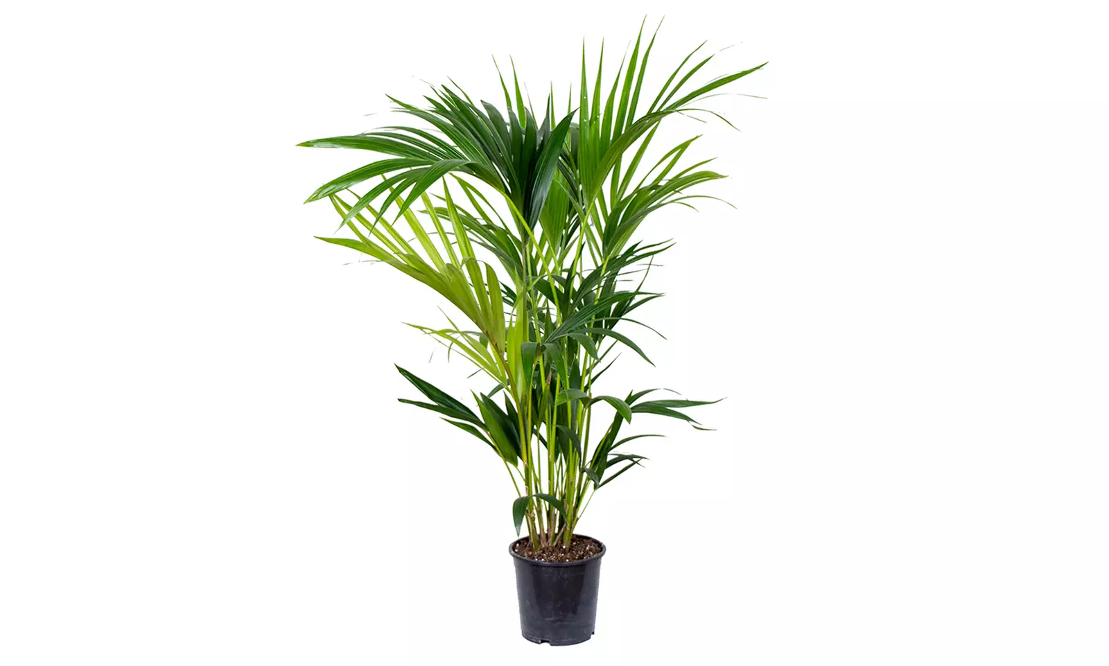 1 of 2 Kentia palmplanten