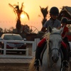 Image 2: Ride Through Desert Beauty with Horseback Hacks & Arena Lessons