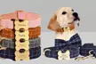Flex your pet’s personality with comfortable and cool collars designed just for them! (Up to 71% off) - Second Medium
