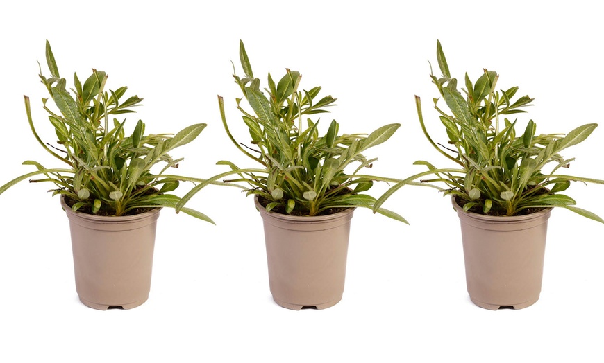 Image 3: One or Two Coreopsis Early Sunrise Plants in 9cm Pots