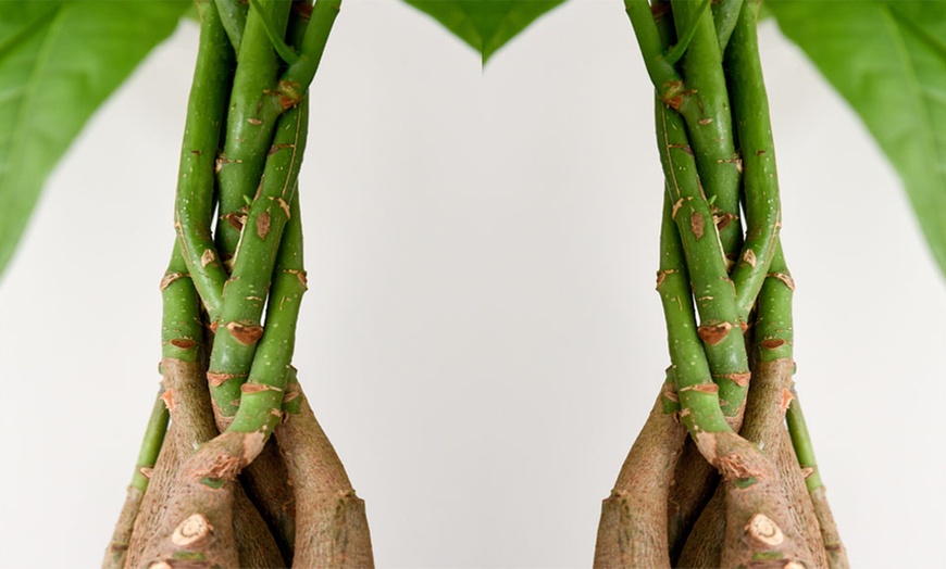 Image 6: Pachira Aquatica Tree with Braided Stem Plants